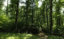 Rezervaţia Pădurea Crăiască